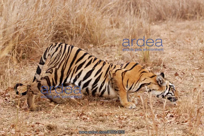 : Royal Bengal Tiger - stalking : Royal Bengal Tiger - stalking