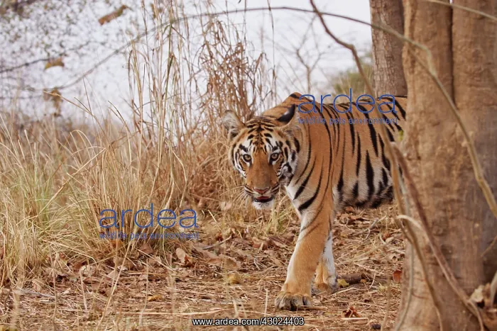 : Royal Bengal Tiger - stalking : Royal Bengal Tiger - stalking