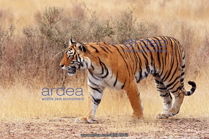 : Royal Bengal Tiger walking around dry grassland : Royal Bengal Tiger walking around dry grassland