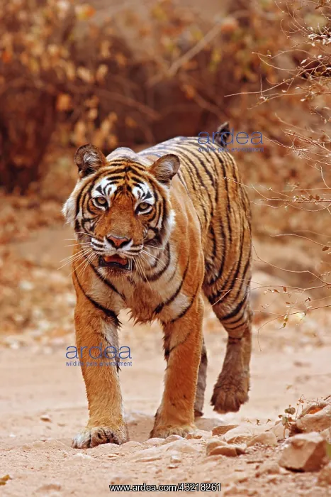 : Royal Bengal Tiger walking on the jungle : Royal Bengal Tiger walking on the jungle