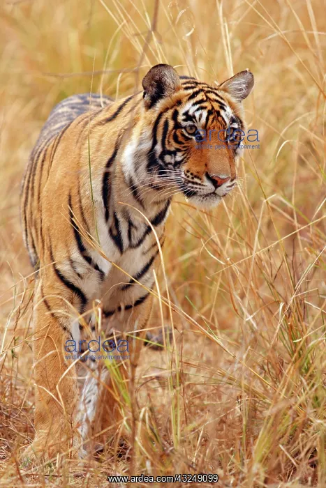  : Royal Bengal Tiger watching from the grassland