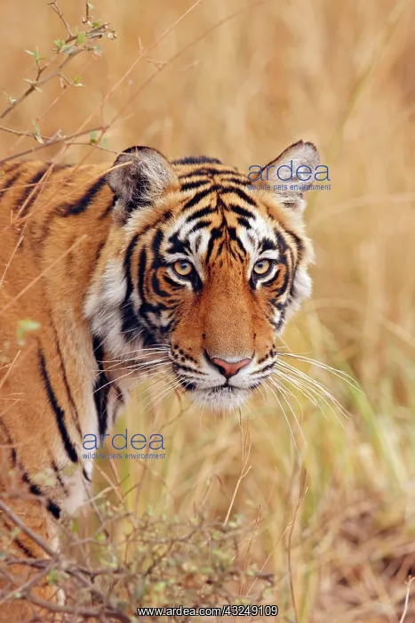 : Royal Bengal Tiger watching from the grassland : Royal Bengal Tiger watching from the grassland