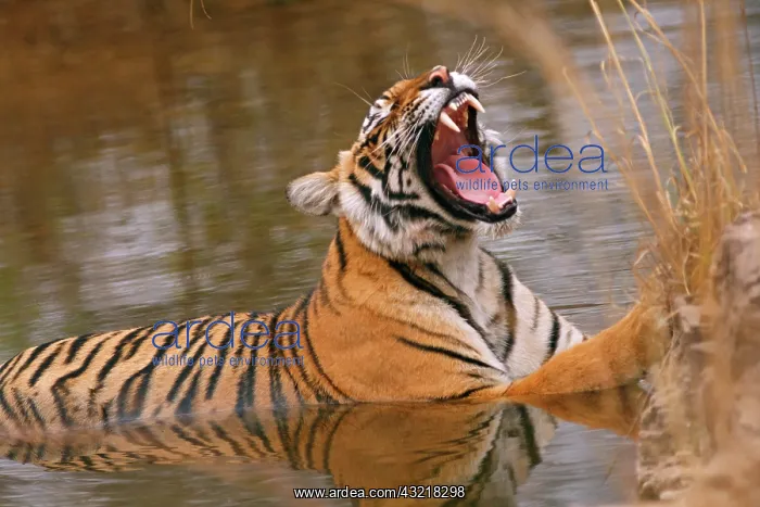 : Royal Bengal Tiger yawning in the jungle : Royal Bengal Tiger yawning in the jungle