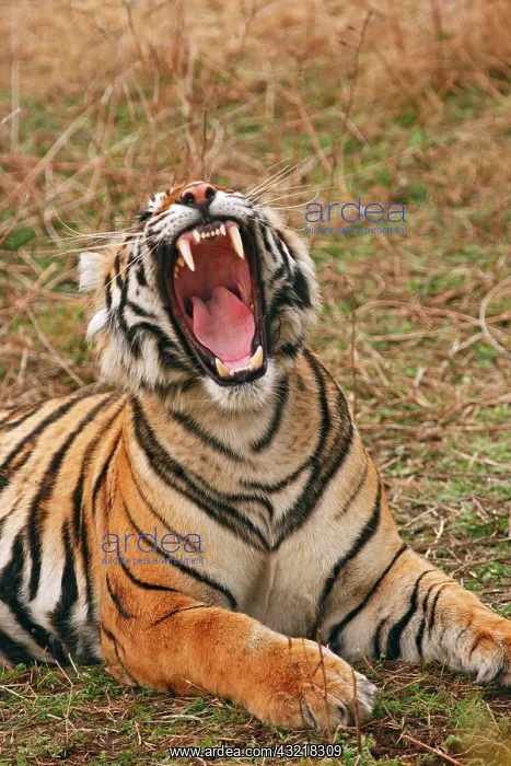 : Royal Bengal Tiger yawning, Ranthambhor : Royal Bengal Tiger yawning, Ranthambhor