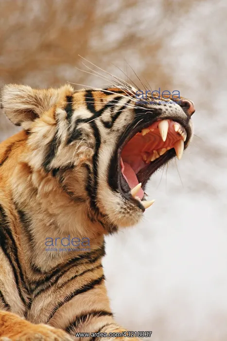 : Royal Bengal Tiger yawning, Ranthambhor : Royal Bengal Tiger yawning, Ranthambhor