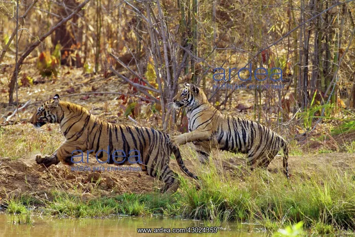 : Royal Bengal Tiger - two young tigers playing together : Royal Bengal Tiger - two young tigers playing together