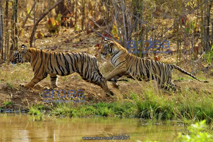 : Royal Bengal Tiger - two young tigers playing together : Royal Bengal Tiger - two young tigers playing together