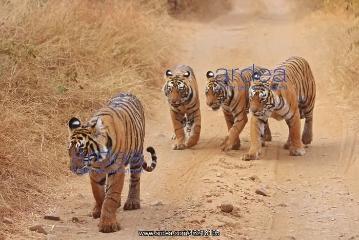 : Royal Bengal Tigers on the track, Ranthambhor : Royal Bengal Tigers on the track, Ranthambhor