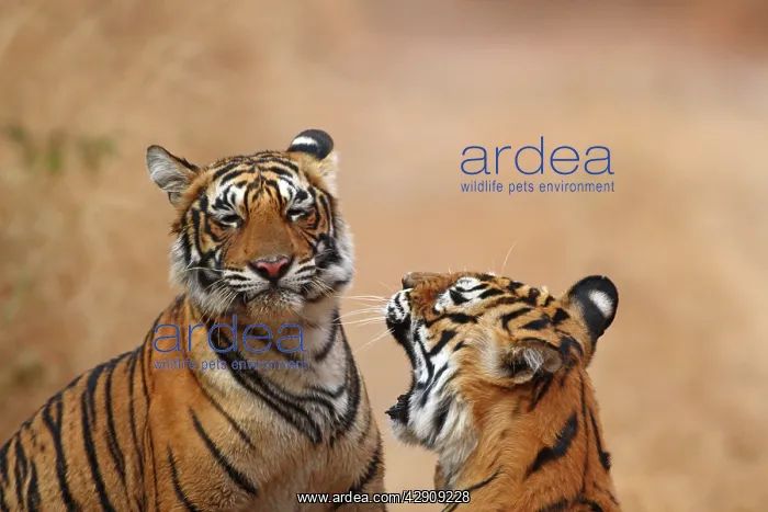 : Royal Bengal Tigress warding off the cub : Royal Bengal Tigress warding off the cub