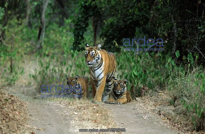 : Royal Bengal Tigress with young ones : Royal Bengal Tigress with young ones
