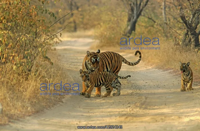 : Royal Bengal Tigress - with young ones, on dusty track : Royal Bengal Tigress - with young ones, on dusty track