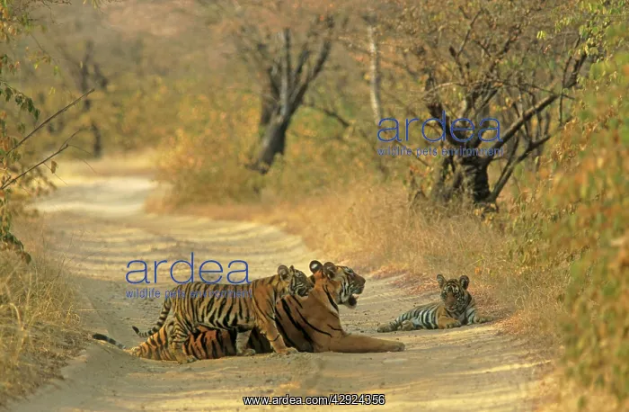 : Royal Bengal Tigress - and young ones, on dusty track : Royal Bengal Tigress - and young ones, on dusty track