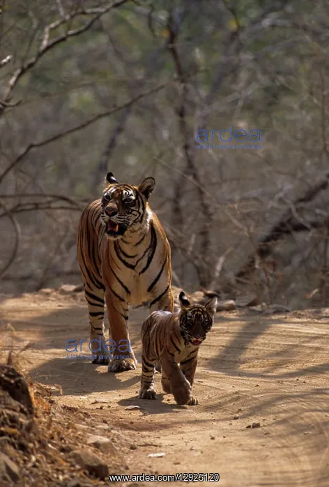 : Royal Bengal Tigress & young one - out for a walk : Royal Bengal Tigress & young one - out for a walk