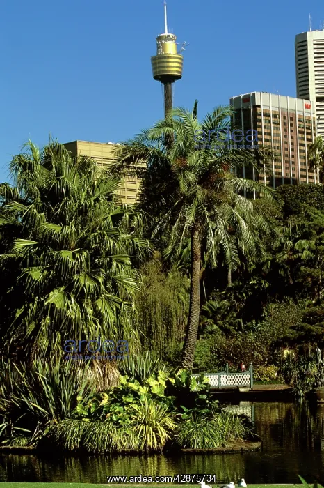 : Royal Botanic Gardens central ponds with city and : Royal Botanic Gardens central ponds with city and