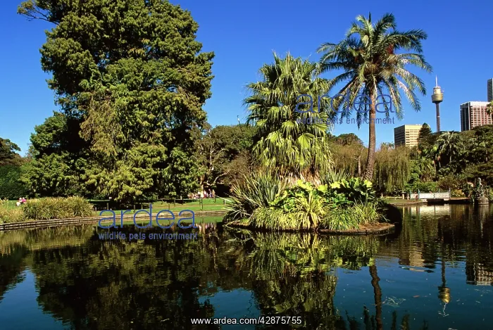 : Royal Botanic Gardens with city and Sydney Tower : Royal Botanic Gardens with city and Sydney Tower