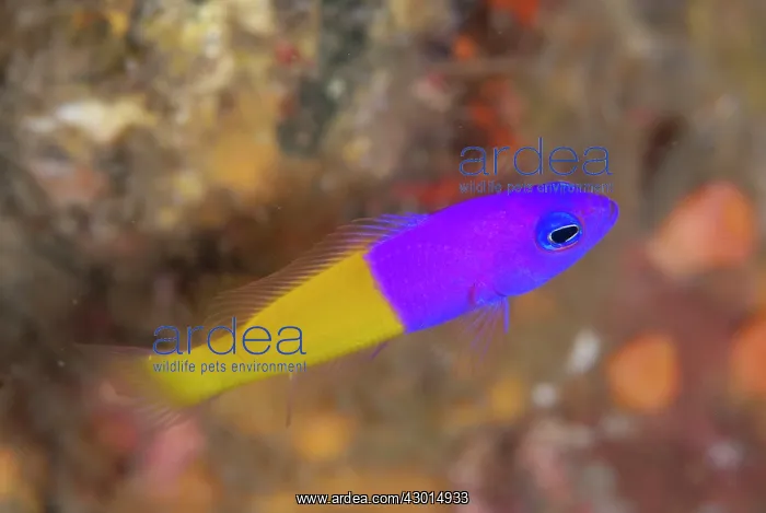 : Royal Dottyback : Royal Dottyback