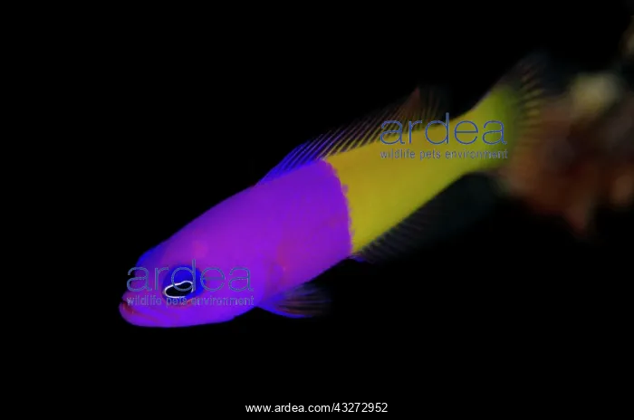 : Royal Dottyback : Royal Dottyback