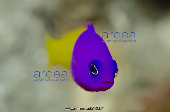  : Royal Dottyback - Lone Tree dive site, Dili, East