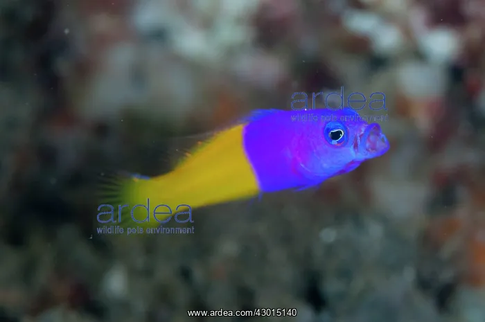  : Royal Dottyback yawning