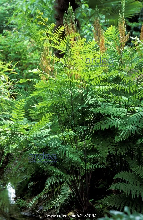 : Royal Fern : Royal Fern