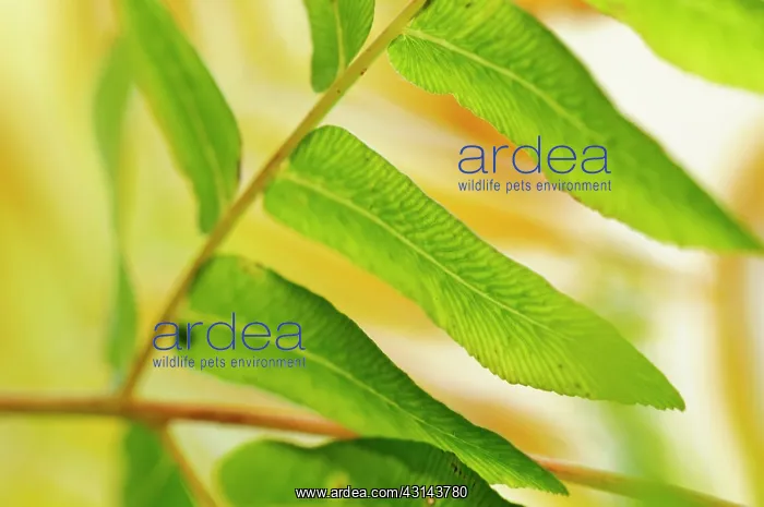 : Royal Fern : Royal Fern