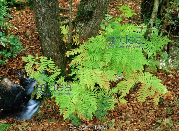 : Royal FERN - in Autumn : Royal FERN - in Autumn