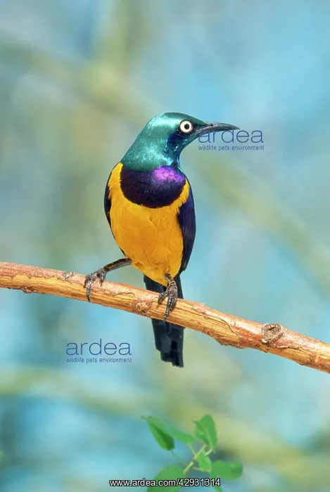 : Royal / Golden-breasted STARLING - sits on branch : Royal / Golden-breasted STARLING - sits on branch