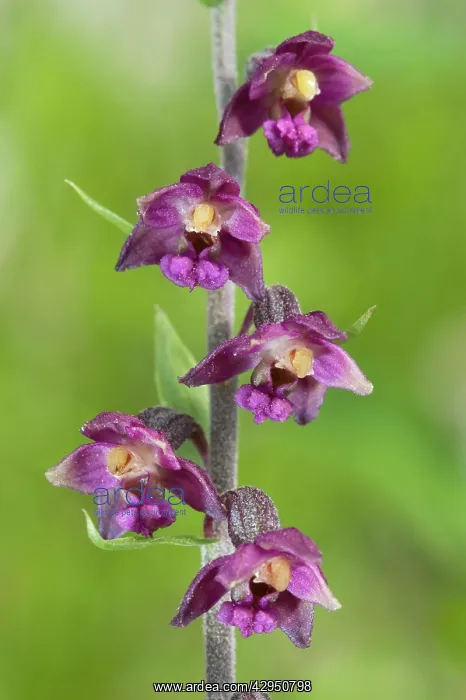 : Royal helleborine Orchid : Royal helleborine Orchid