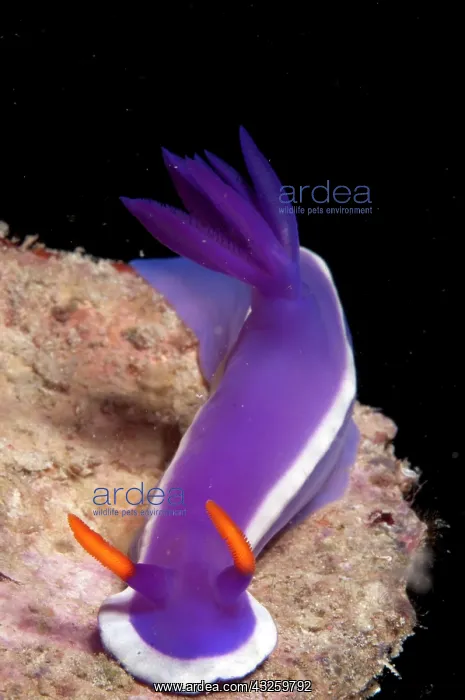: Royal Hypseldoris Nudibranch : Royal Hypseldoris Nudibranch