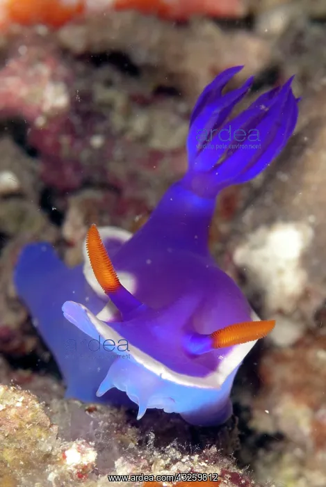 : Royal Hypseldoris Nudibranch showing mouthparts : Royal Hypseldoris Nudibranch showing mouthparts