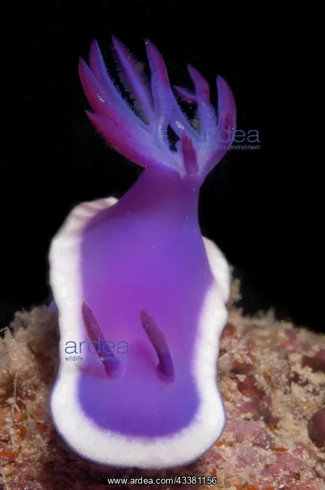 : Royal Hypselodoris Nudibranch : Royal Hypselodoris Nudibranch