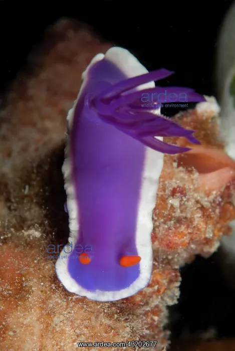 : Royal Hypselodoris Nudibranch - Paradise dive site : Royal Hypselodoris Nudibranch - Paradise dive site