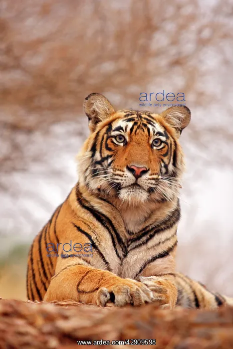 : Royal / Indian Bengal Tiger - a close up : Royal / Indian Bengal Tiger - a close up