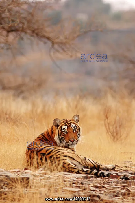 : Royal / Indian Bengal Tiger sitting on the rock : Royal / Indian Bengal Tiger sitting on the rock