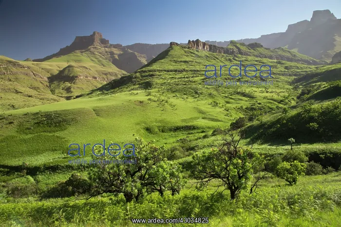: Royal Natal National Park with Protaea caffra in : Royal Natal National Park with Protaea caffra in