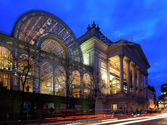 : Royal Opera House at night, Covent Garden, London : Royal Opera House at night, Covent Garden, London