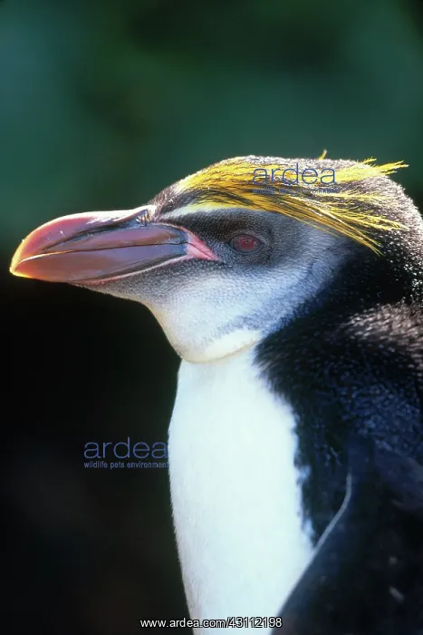 : Royal Penguin : Royal Penguin