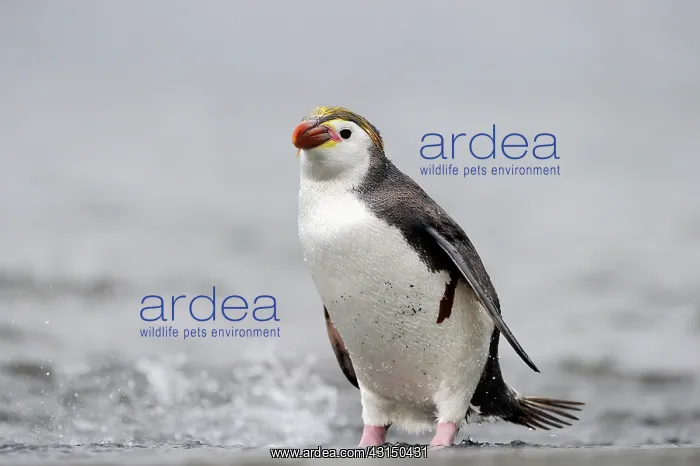 : Royal Penguin : Royal Penguin
