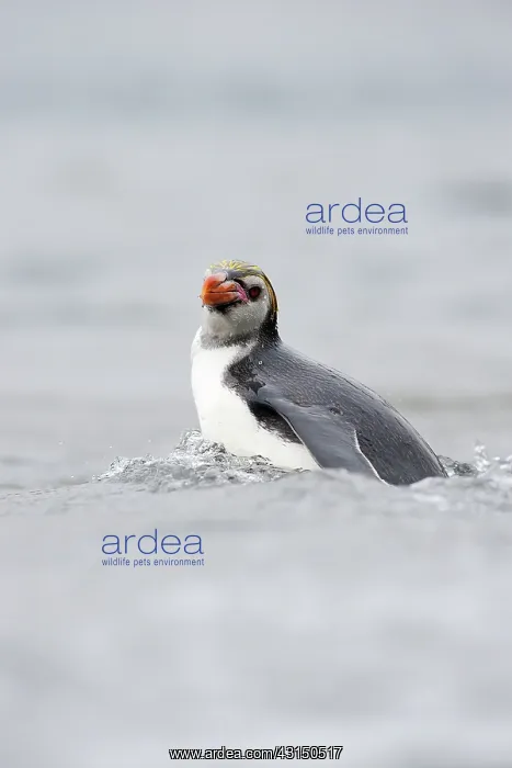 : Royal Penguin : Royal Penguin
