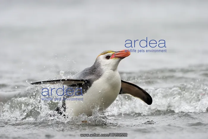  : Royal Penguin