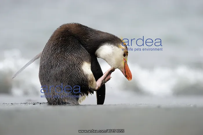 : Royal Penguin : Royal Penguin
