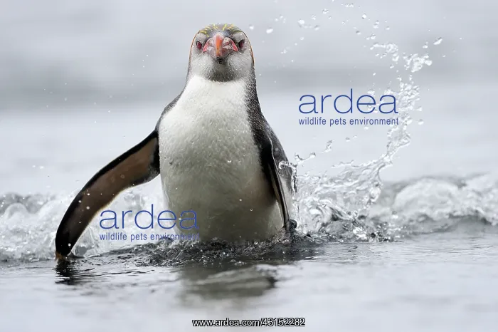 : Royal Penguin : Royal Penguin