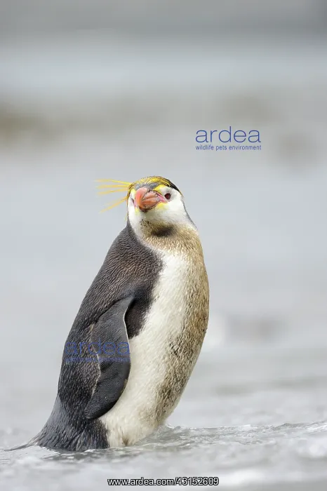 : Royal Penguin : Royal Penguin