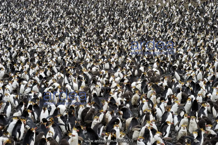 : Royal Penguin : Royal Penguin
