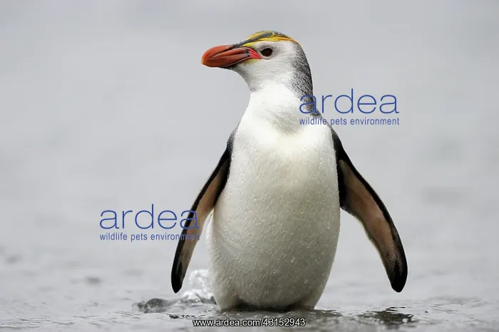  : Royal Penguin