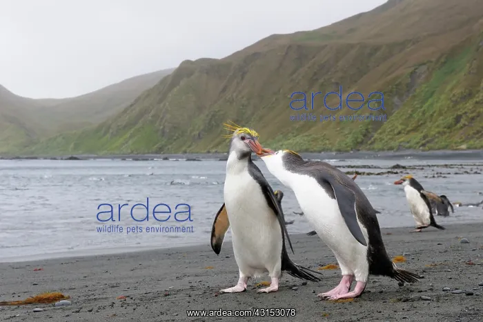 : Royal Penguin : Royal Penguin