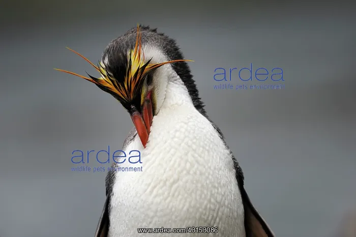 : Royal Penguin : Royal Penguin
