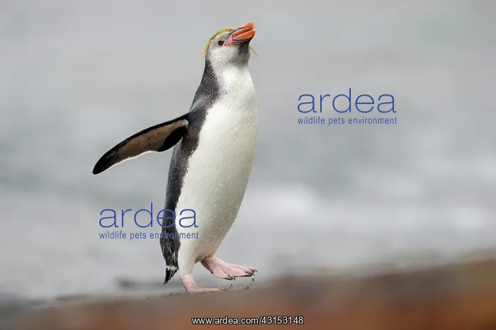 : Royal Penguin : Royal Penguin