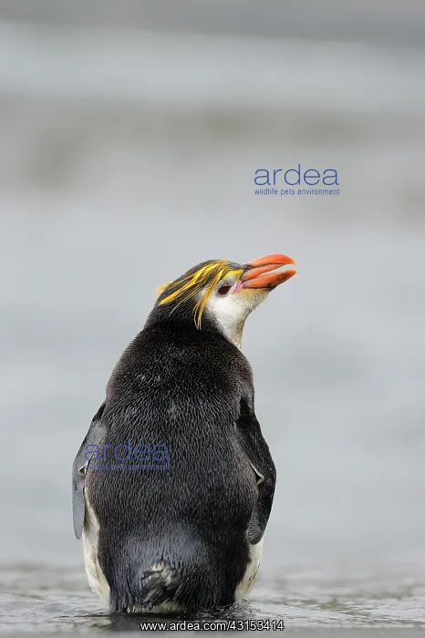  : Royal Penguin