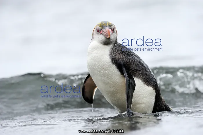 : Royal Penguin : Royal Penguin